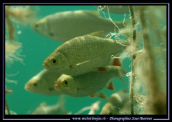 Freshwater fishes (rotengles in French...) - Natural Ligh... by Michel Lonfat 